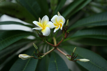 a bunch of white frangipani flowers on the tree and green leaves in background
