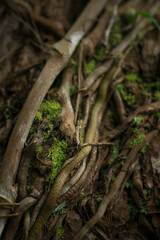 brown fresh complicated root of big tree in jungle background