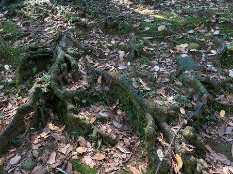 Forest floor with tree root, scattered dry leaves and moss