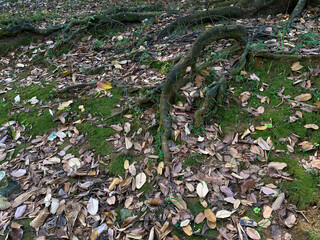 Forest floor with tree root, scattered dry leaves and moss