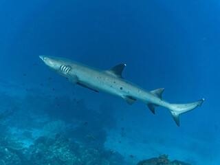 White-tipped Reef Shark swimming past