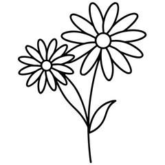 white daisy flower
