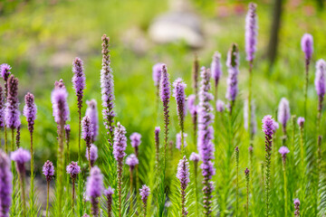 Close-up of a purple Liatris (Blazing Star) flower in full bloom in spring.