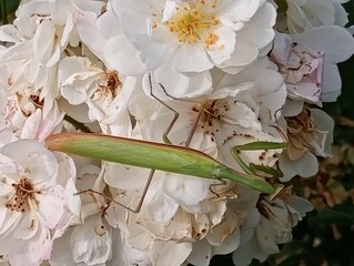 Mante religieuse verte sur un rosier blanc
