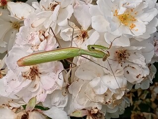 Mante religieuse verte sur un rosier blanc
