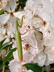 Mante religieuse verte sur un rosier blanc