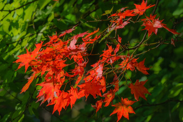 公園のモミジ早すぎる紅葉