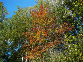 Autumn yellow, orange and red leaves among green foliage in early fall.