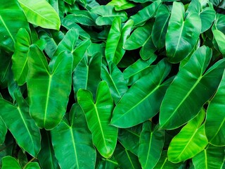 Philodendron domesticum plants thrive outdoors. © Momo