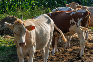 Sp&auml;tsommer im M&uuml;nsterland