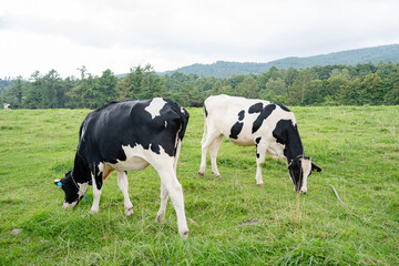 草原で草を食べる牛