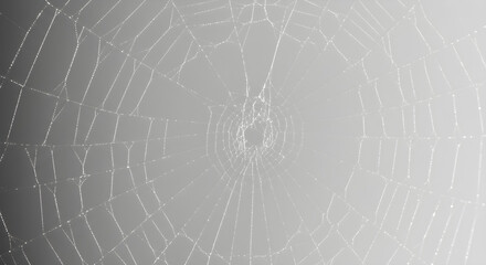 Obraz premium Spider web isolated on white background