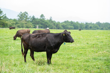 牧場　牛　放牧