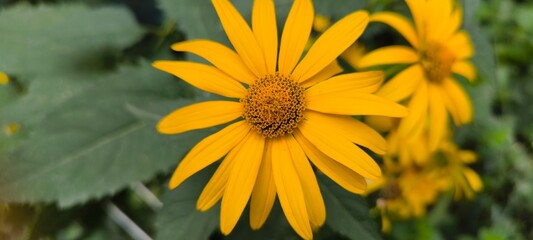 Vibrant Yellow False Sunflower Blooming in a Lush Summer Garden