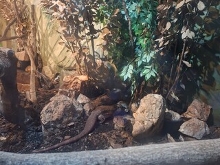 Beautiful photo of  zoo safari in Apulia, Italy, Summer 2025.