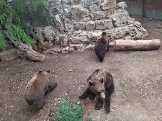 Beautiful photo of  zoo safari in Apulia, Italy, Summer 2025.