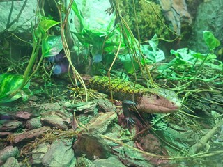 Beautiful photo of  zoo safari in Apulia, Italy, Summer 2025.