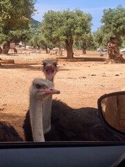Beautiful photo of  zoo safari in Apulia, Italy, Summer 2025.