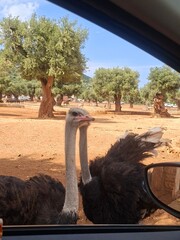 Beautiful photo of  zoo in Apulia, Italy. August, 2025.