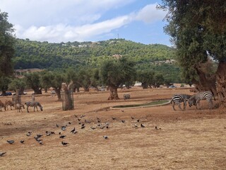 Beautiful photo of  zoo in Apulia, Italy. August, 2025.