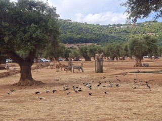 Beautiful photo of  zoo in Apulia, Italy. August, 2025.