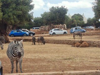 Beautiful photo of  zoo in Apulia, Italy. August, 2025.