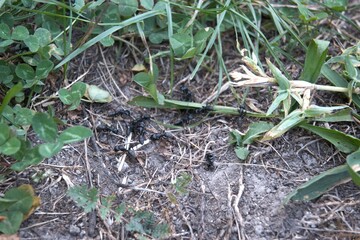 Close-up of big black ants crawling in green grass outdoors.