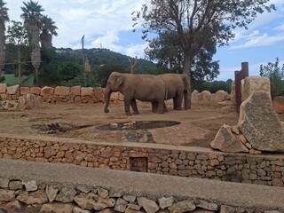 Beautiful photo of  zoo in Apulia, Italy. August, 2025.