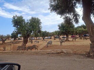 Beautiful photo of  zoo in Apulia, Italy. August, 2025.