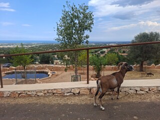 Beautiful photo of  zoo in Apulia, Italy. August, 2025.