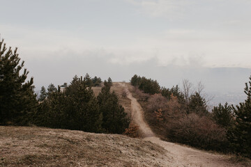 Scenic Mountain Path Between Pine Trees on Cloudy Day