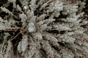 Close-Up of Frosted Plant with Delicate Details