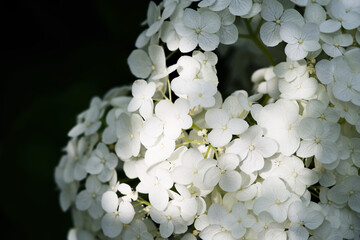 white hydrangea
