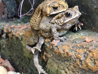 A pair of Asian common frogs (Duttaphrynus melanostictus) mating in amplexus, on a textured rock surface.	