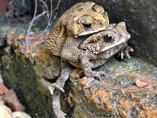 A pair of Asian common frogs (Duttaphrynus melanostictus) mating in amplexus, on a textured rock surface.	