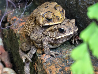 A pair of Asian common frogs (Duttaphrynus melanostictus) mating in amplexus, on a textured rock surface.	