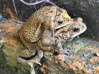A pair of Asian common frogs (Duttaphrynus melanostictus) mating in amplexus, on a textured rock...