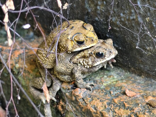 A pair of Asian common frogs (Duttaphrynus melanostictus) mating in amplexus, on a textured rock surface.	