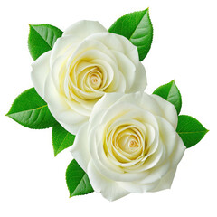 Naklejka premium Two white roses with green leaves isolated on transparent background