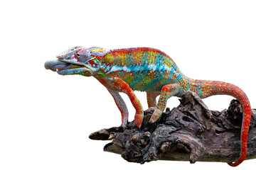 Beautiful of chameleon panther, chameleon panther on branch, chameleon panther closeup, Chameleon...
