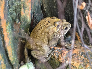 A pair of Asian common frogs (Duttaphrynus melanostictus) mating in amplexus, on a textured rock...