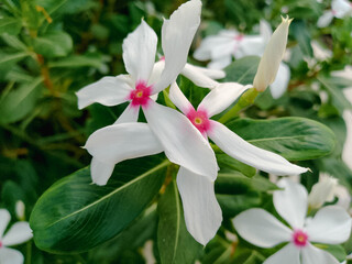 Yellow and Pink Flower Cluster with Green Leaves in Natural Garden Setting