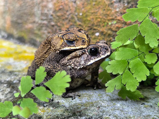 A pair of Asian common frogs (Duttaphrynus melanostictus) mating in amplexus, on a textured rock...
