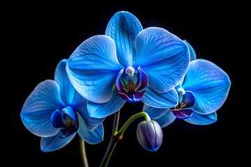 Photo of closeup of a vibrant blue orchid flower on a black background