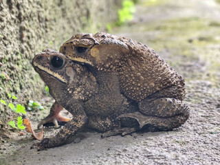 A pair of Asian common frogs (Duttaphrynus melanostictus) mating in amplexus, on a textured rock...