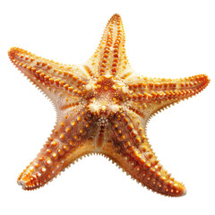 Close-up of a starfish, light orange-brown, speckled with tiny, darker dots