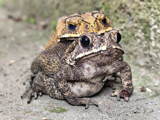 A pair of Asian common frogs (Duttaphrynus melanostictus) mating in amplexus, on a textured rock surface.	
