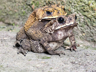 A pair of Asian common frogs (Duttaphrynus melanostictus) mating in amplexus, on a textured rock surface.	