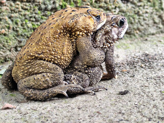 A pair of Asian common frogs (Duttaphrynus melanostictus) mating in amplexus, on a textured rock...