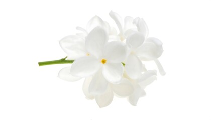 Obraz premium A close-up of a delicate cluster of white flowers, showcasing soft petals and a subtle yellow center, set against a pure white background.